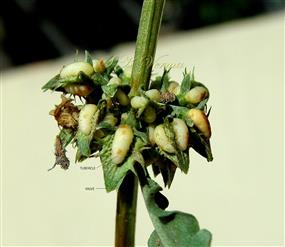  Whorl  of mature flowers